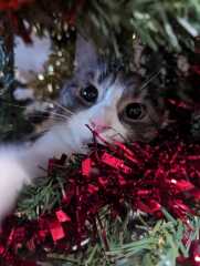 Is there a way to deter my cat from climbing and lying in my Christmas tree?!