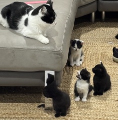 Who wants to wait whilst my kittens are born!