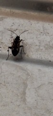 Anyone know what this insect is?