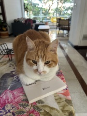 To really like tabby cats