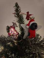 Adopted dogs first Christmas at home - who’s joining?