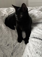 Cats with thumbs!