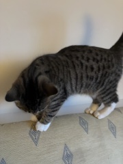 To really like tabby cats