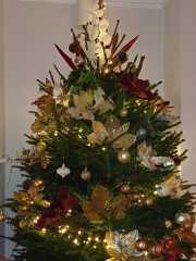 Have we had a Christmas tree thread this year?