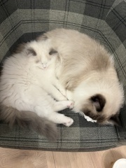 Ragdoll kittens advice