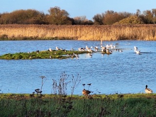 The Nigel Slater Christmas Chronicles readalong 2025 - Part 2