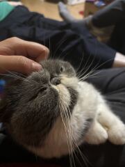 Pampered, Persian, Princess Penelope