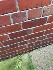 How can I get the right advice and solution re damp and mould?