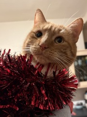 Is your pet getting a Christmas present?