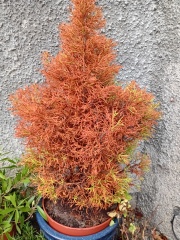 Can I save these Junipers?