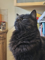 Prison Dramas, Bands and Ouija Boards - the Excellent Cats audition, sing and plot