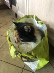 The Nigel Slater Christmas Chronicles Readalong 2025 - Part 3