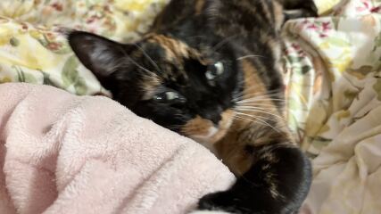 Clingy Kitten