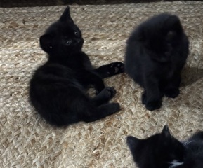 Who wants to wait whilst my kittens are born!