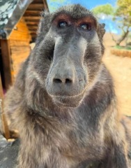 Cindy the baboon