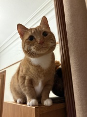 Does anyone else who's adopted adult cats try and find pictures that look like your cat as a kitten? 😆