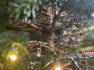 Is there a way to deter my cat from climbing and lying in my Christmas tree?!