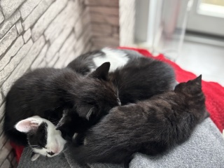 Who wants to wait whilst my kittens are born!