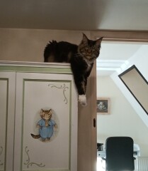To really like tabby cats