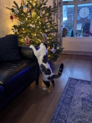 Kittens & Christmas Trees