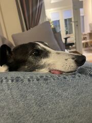 Adopted dogs first Christmas at home - who’s joining?