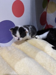 Who wants to wait whilst my kittens are born!