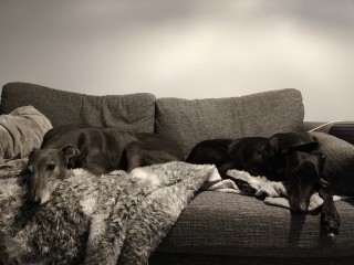 Adopted dogs first Christmas at home - who’s joining?