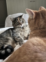 Adopted 2 cats but they don’t get on anymore. Help!