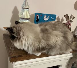 Is there a way to deter my cat from climbing and lying in my Christmas tree?!