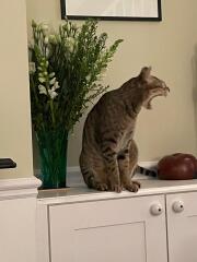 Introducing Marvin the Mau