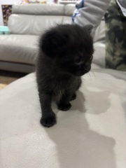 Who wants to wait whilst my kittens are born!