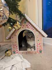 Is there a way to deter my cat from climbing and lying in my Christmas tree?!