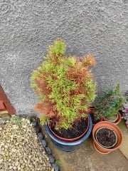 Can I save these Junipers?