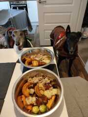Adopted dogs first Christmas at home - who’s joining?