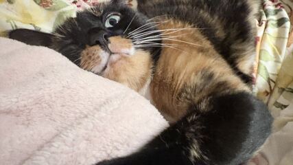 Clingy Kitten