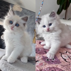 Ragdoll kittens advice