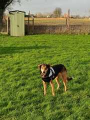 Rescue Dog - Help please