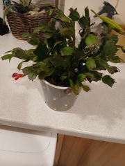 another year my false xmas catus doesn't flower right
