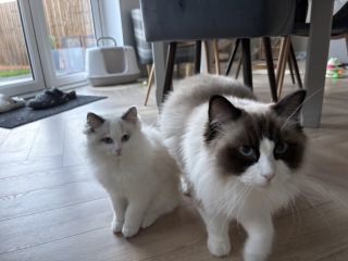 Advice regarding ragdoll kittens diets