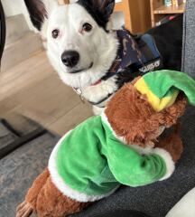 Is your pet getting a Christmas present?