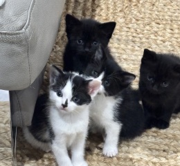 Who wants to wait whilst my kittens are born!