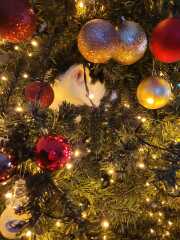 Is there a way to deter my cat from climbing and lying in my Christmas tree?!