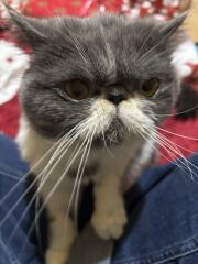 Pampered, Persian, Princess Penelope