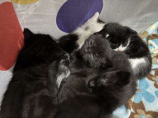 Who wants to wait whilst my kittens are born!