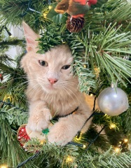 Kittens & Christmas Trees