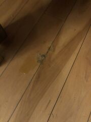 Is this what normal cat vomit looks like (sorry)?