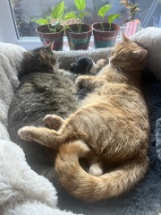 Adopted 2 cats but they don’t get on anymore. Help!