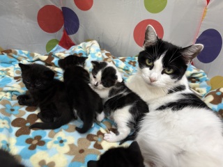 Who wants to wait whilst my kittens are born!