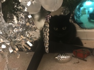 Is your pet getting a Christmas present?