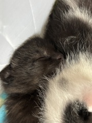 Who wants to wait whilst my kittens are born!